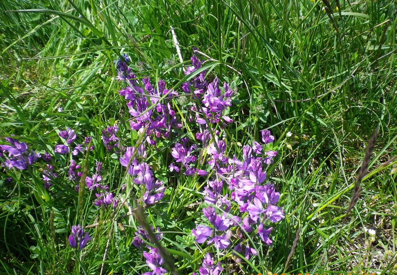 fiore viola - Polygala sp.